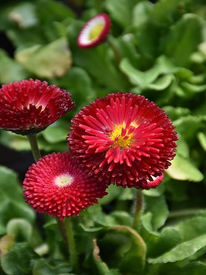 BELLIS perennis Speedstar Plus Red